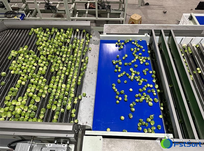 images/1692085345461Brussels sprouts sorting machine.jpg